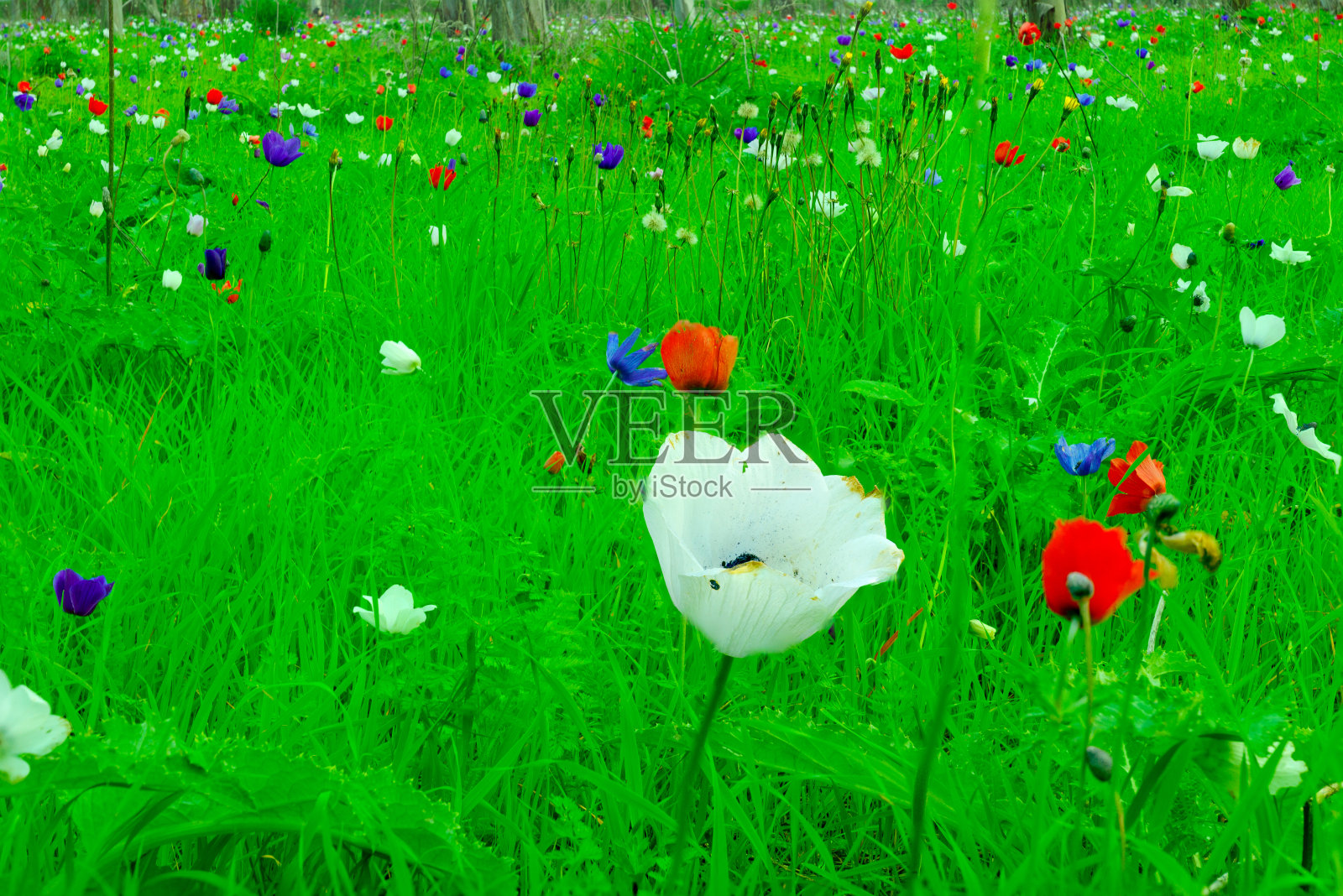 米吉多附近的彩色银莲花照片摄影图片