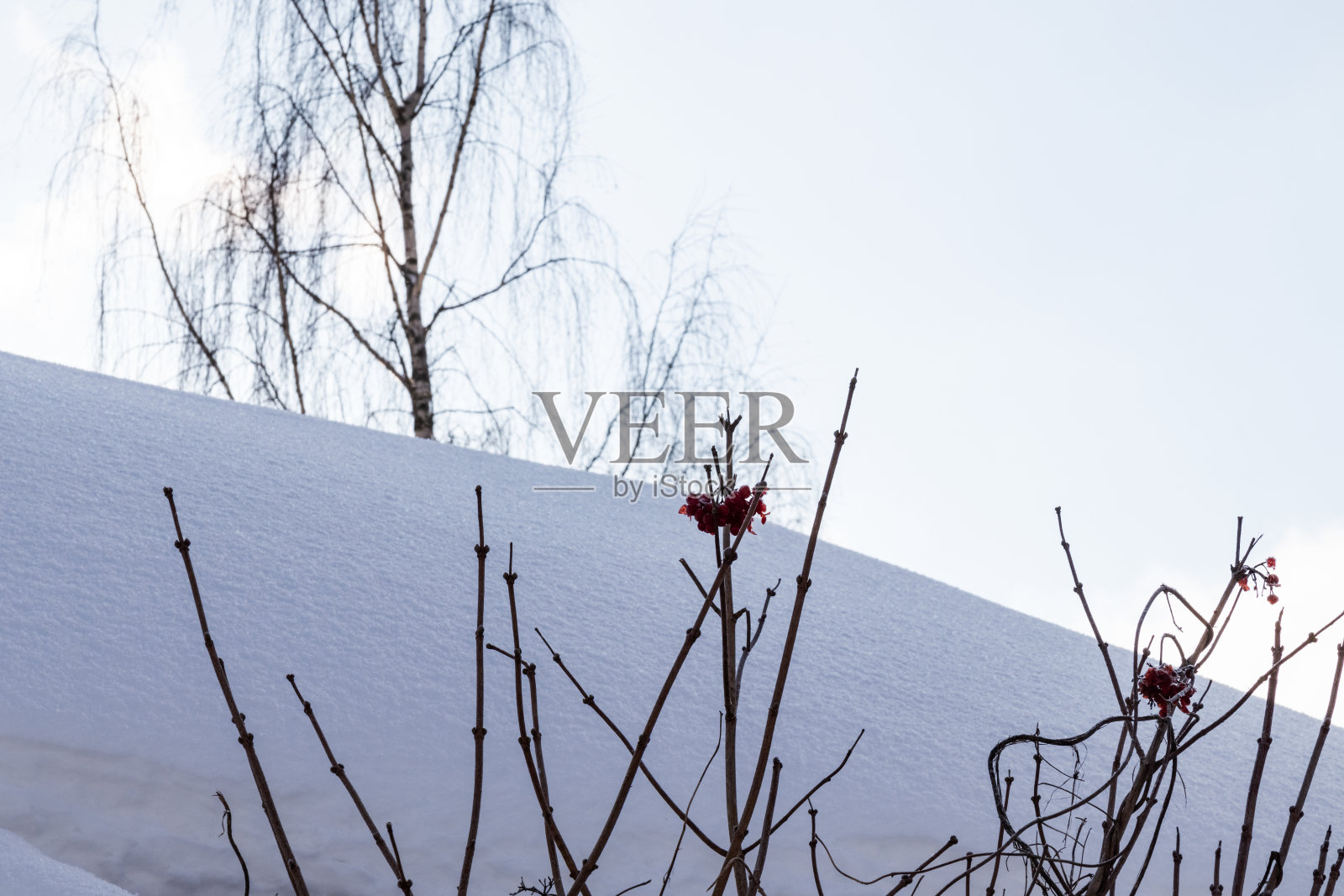 在雪堆的背景下，灌木的树枝。特写镜头。照片摄影图片