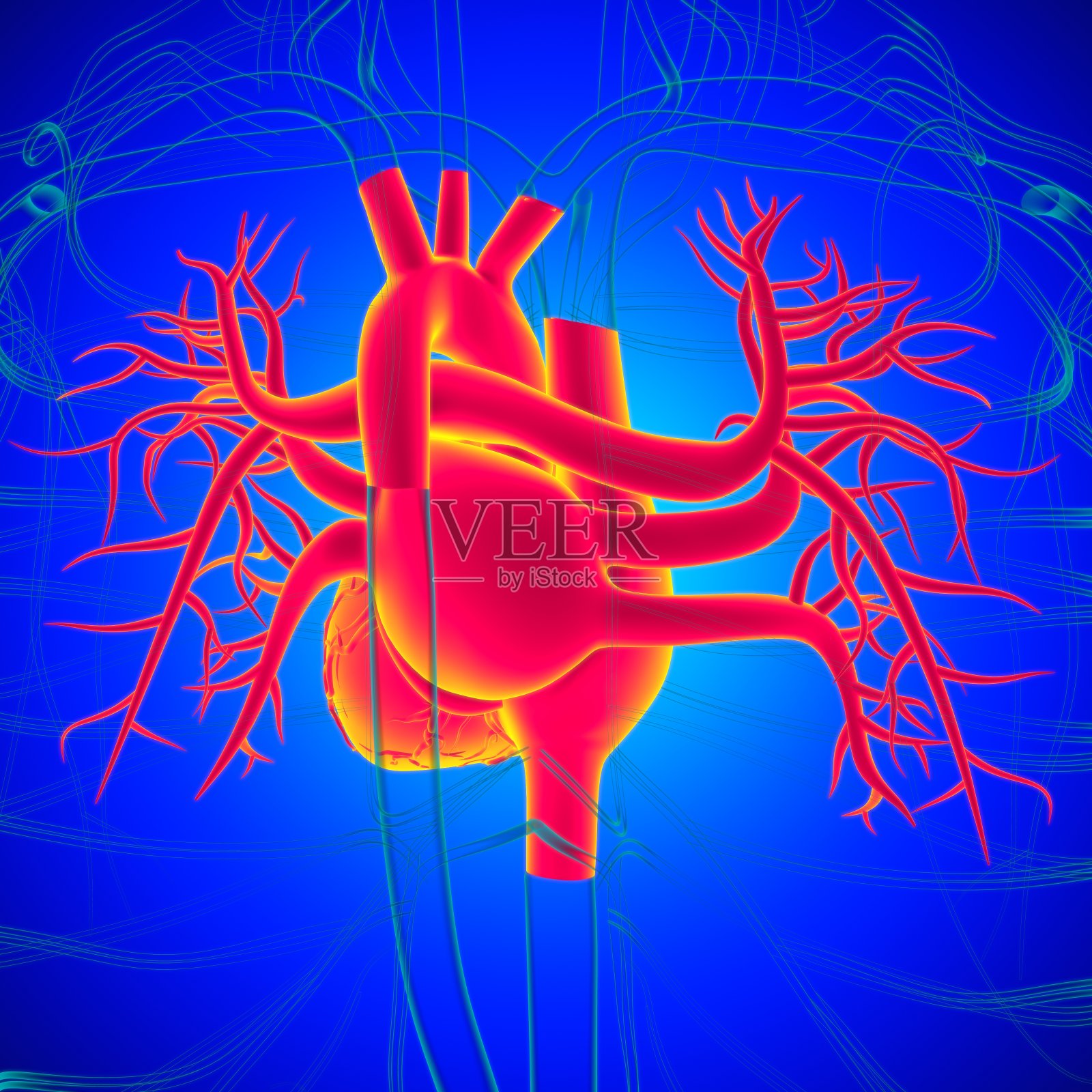 用于医学概念三维绘制的人体心脏解剖照片摄影图片