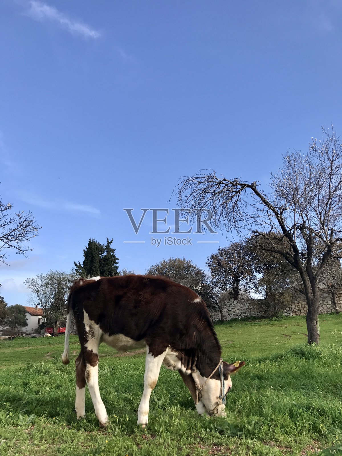 放牧照片摄影图片