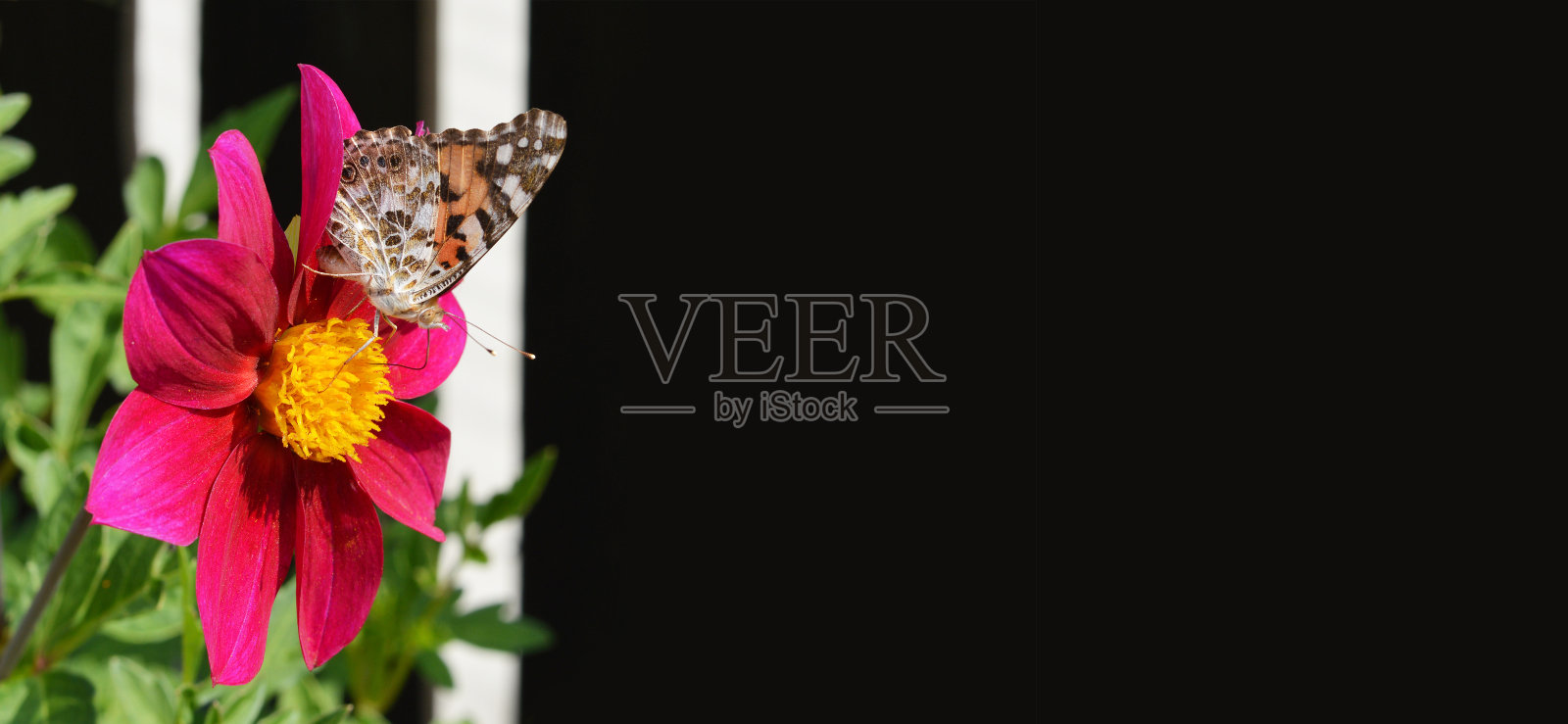 蝴蝶和粉红色大丽花在深色背景和复制空间照片摄影图片
