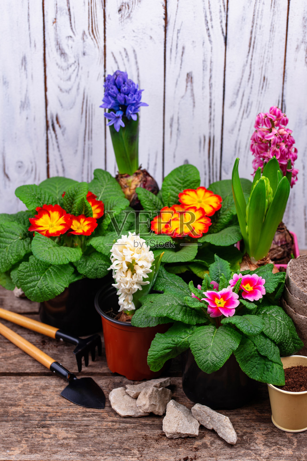 春天的园艺理念与盛开的鲜花照片摄影图片