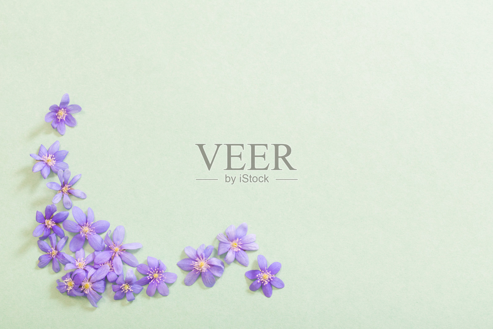 绿色背景上盛开着春天的紫罗兰照片摄影图片