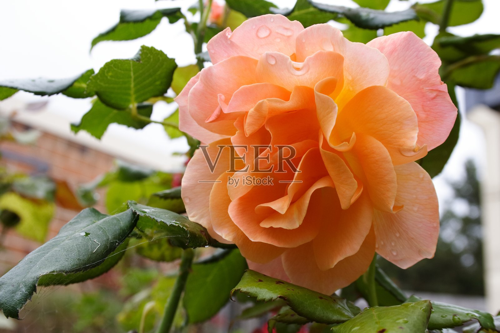 橙玫瑰照片摄影图片