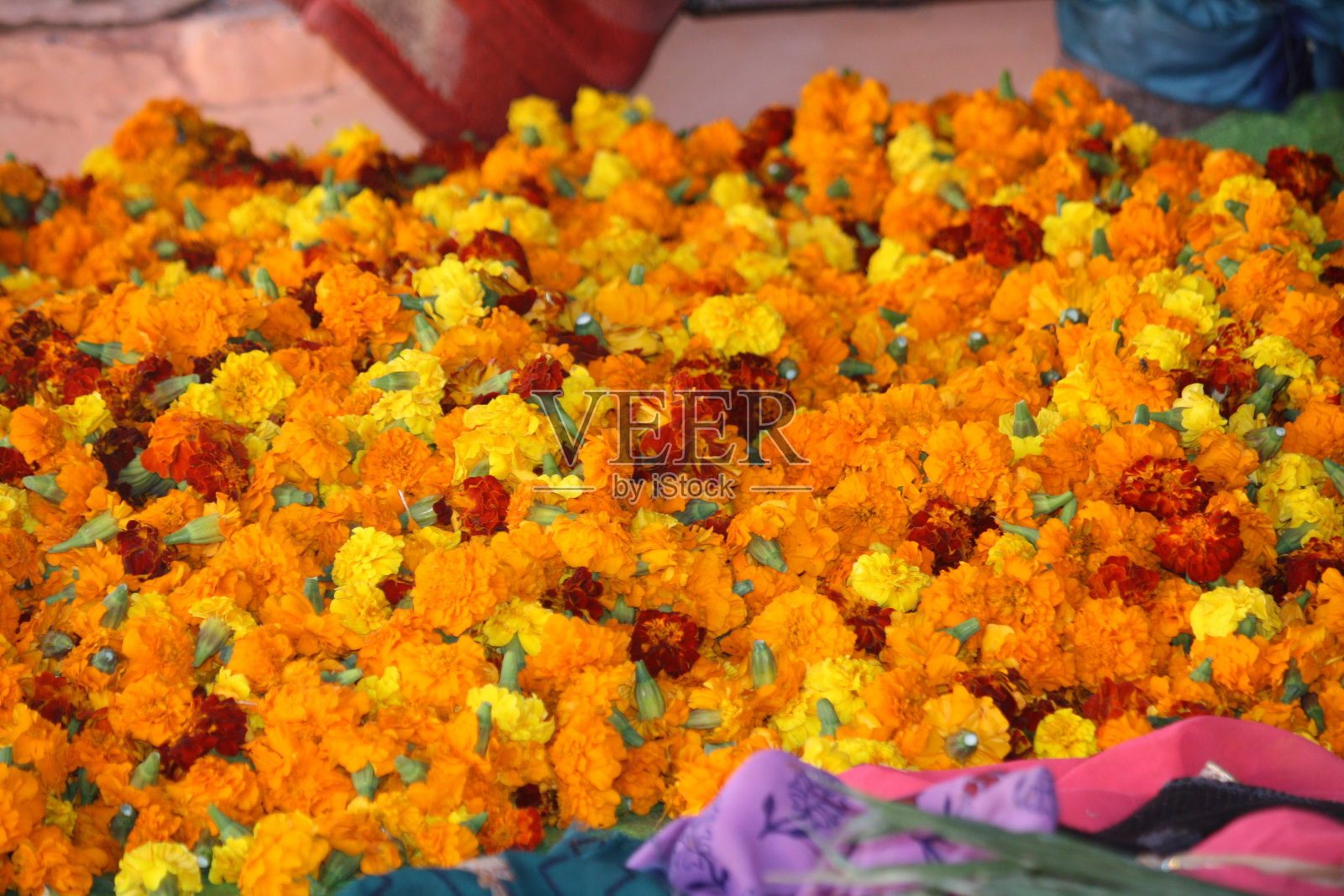 印度教寺庙中不同品种的金盏花照片摄影图片