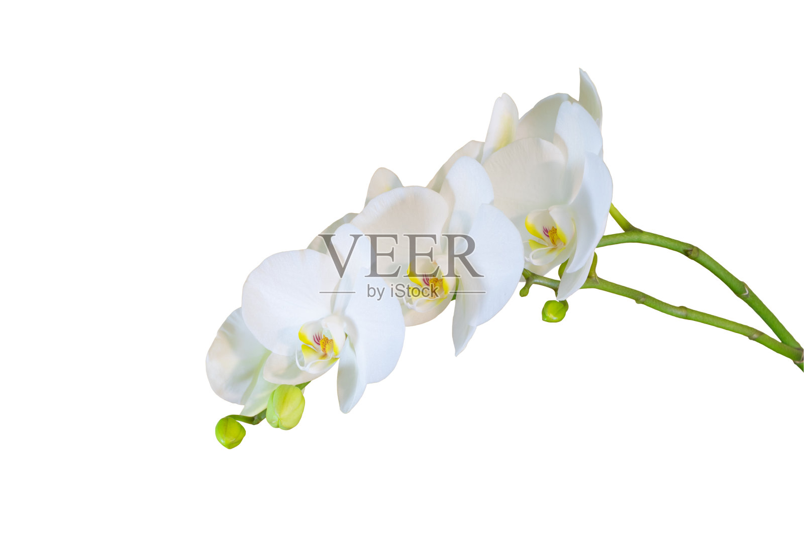 白蝴蝶兰孤立在白色背景-如何种植兰花的概念照片摄影图片