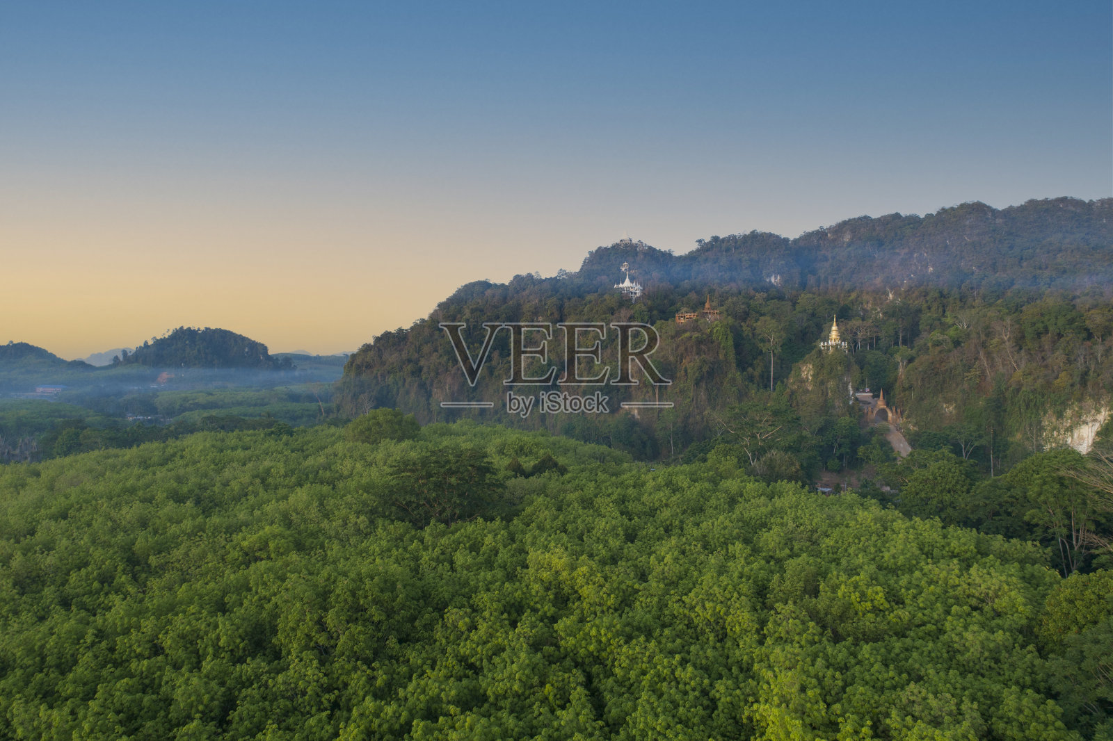 森林中的树木，鸟瞰图照片摄影图片
