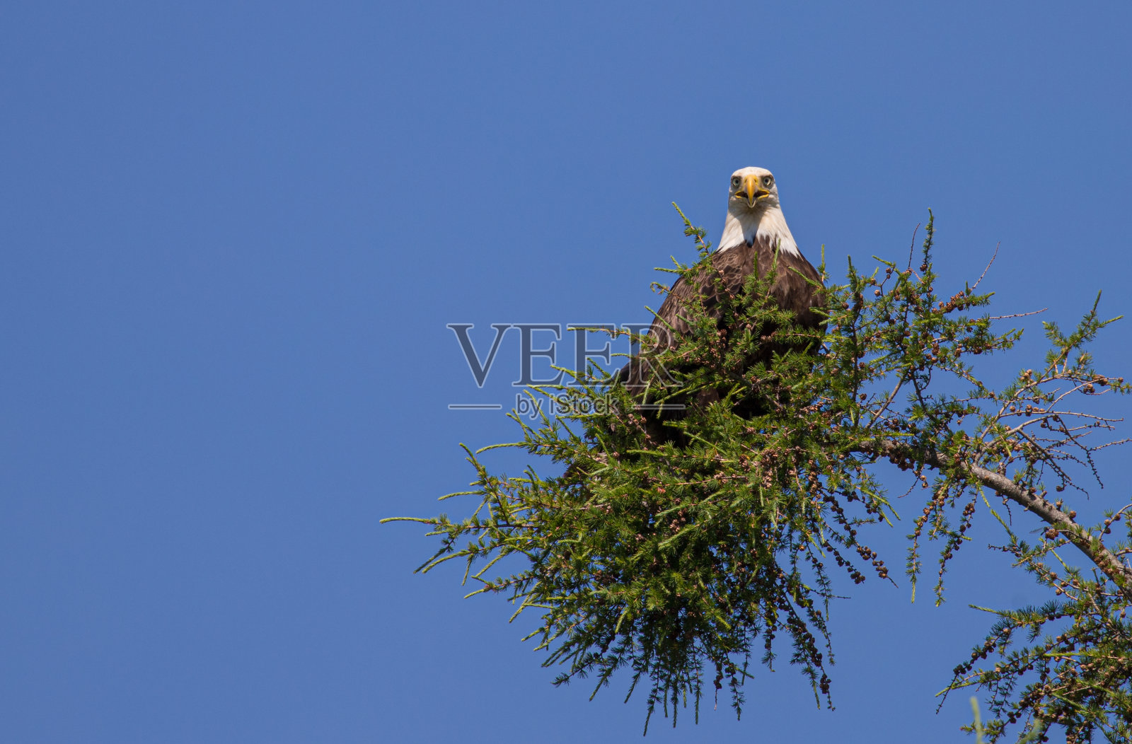 常青树秃鹰照片摄影图片