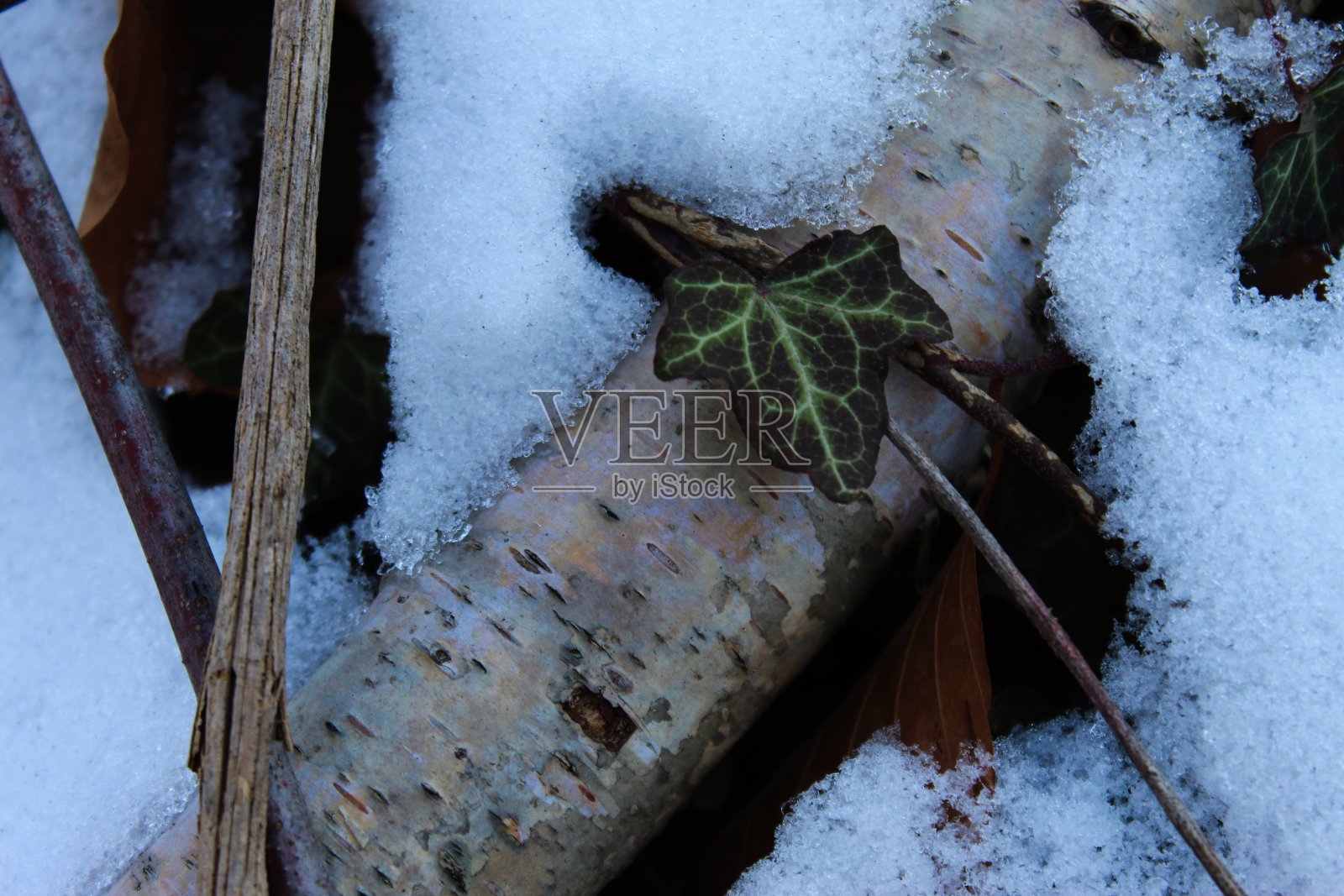 白雪下一片绿色的藤叶，在白桦树的白树皮上。雪。冬天。它是凉的。混乱。照片摄影图片