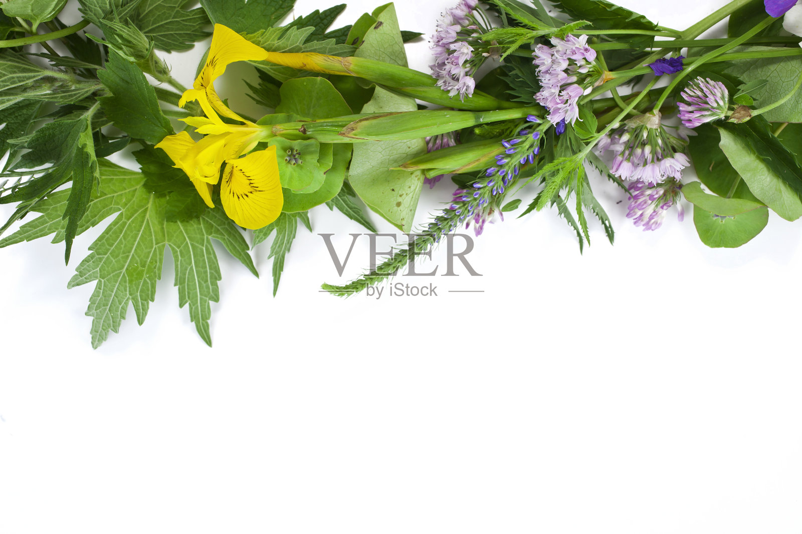 盛开的野花的框架照片摄影图片