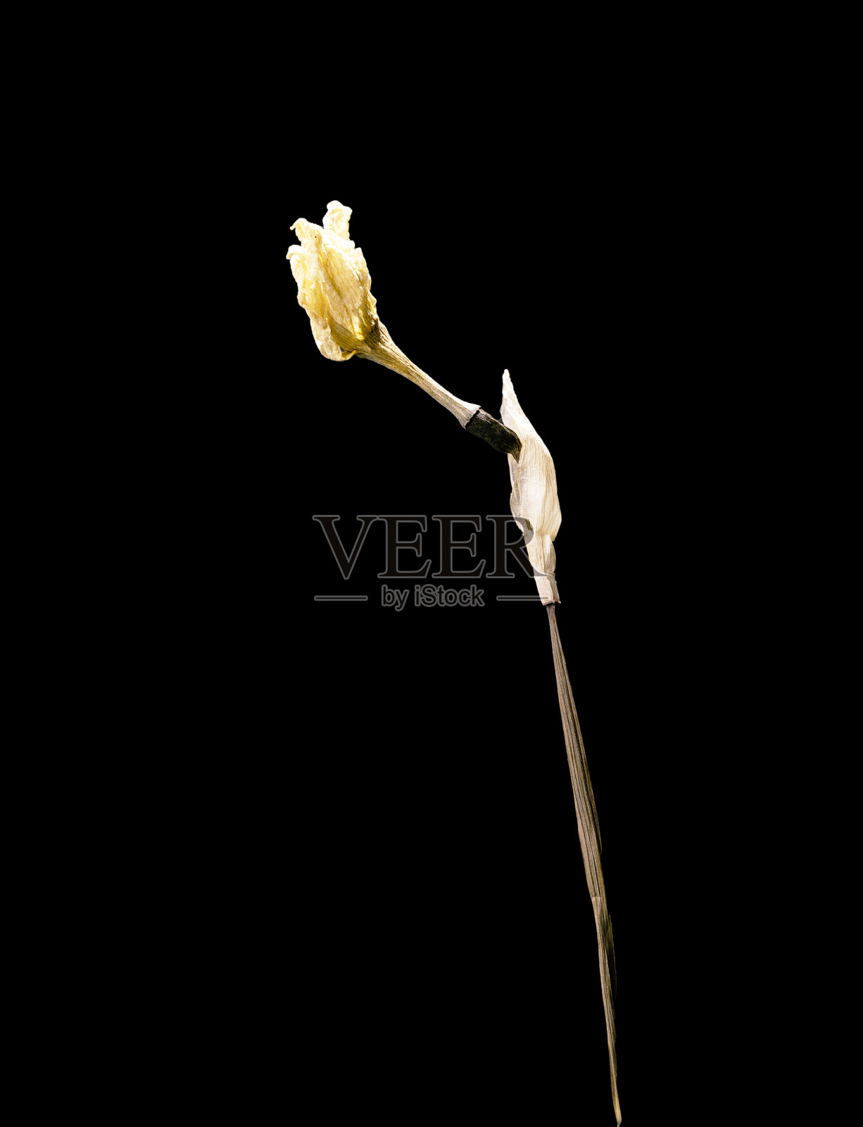 孤立在黑色背景上的干死水仙花。颜色柔和的东方风格的花朵样本。照片摄影图片