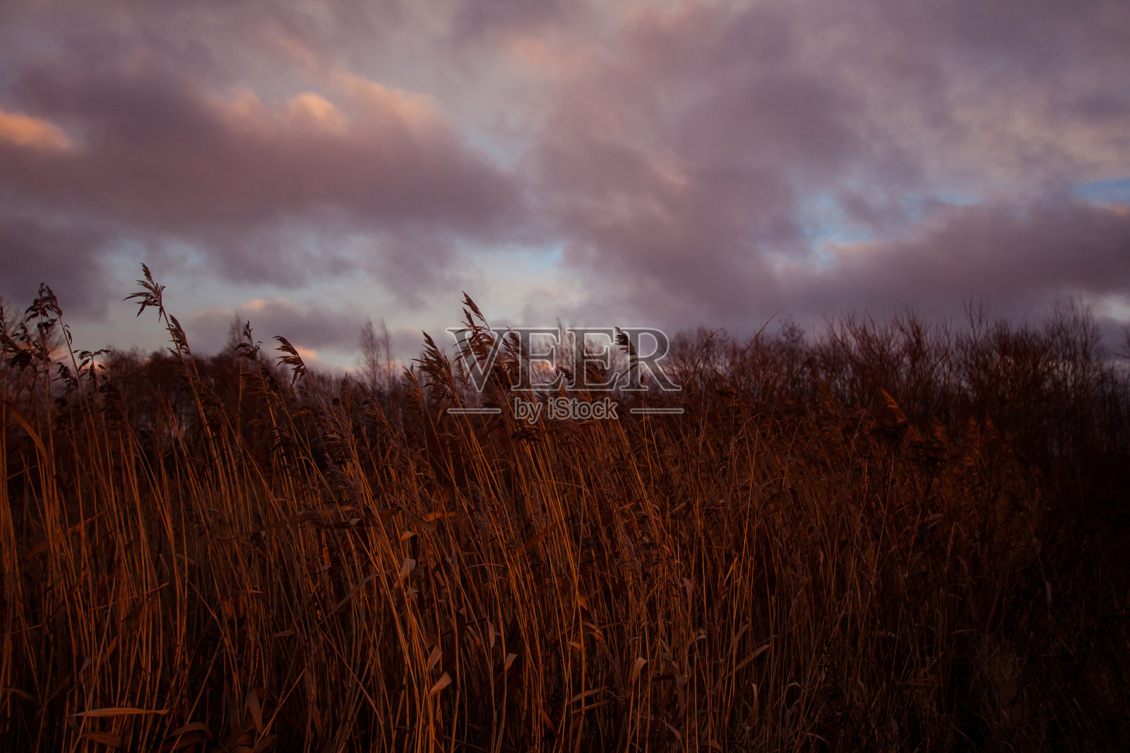 冬天芦苇在风下照片摄影图片