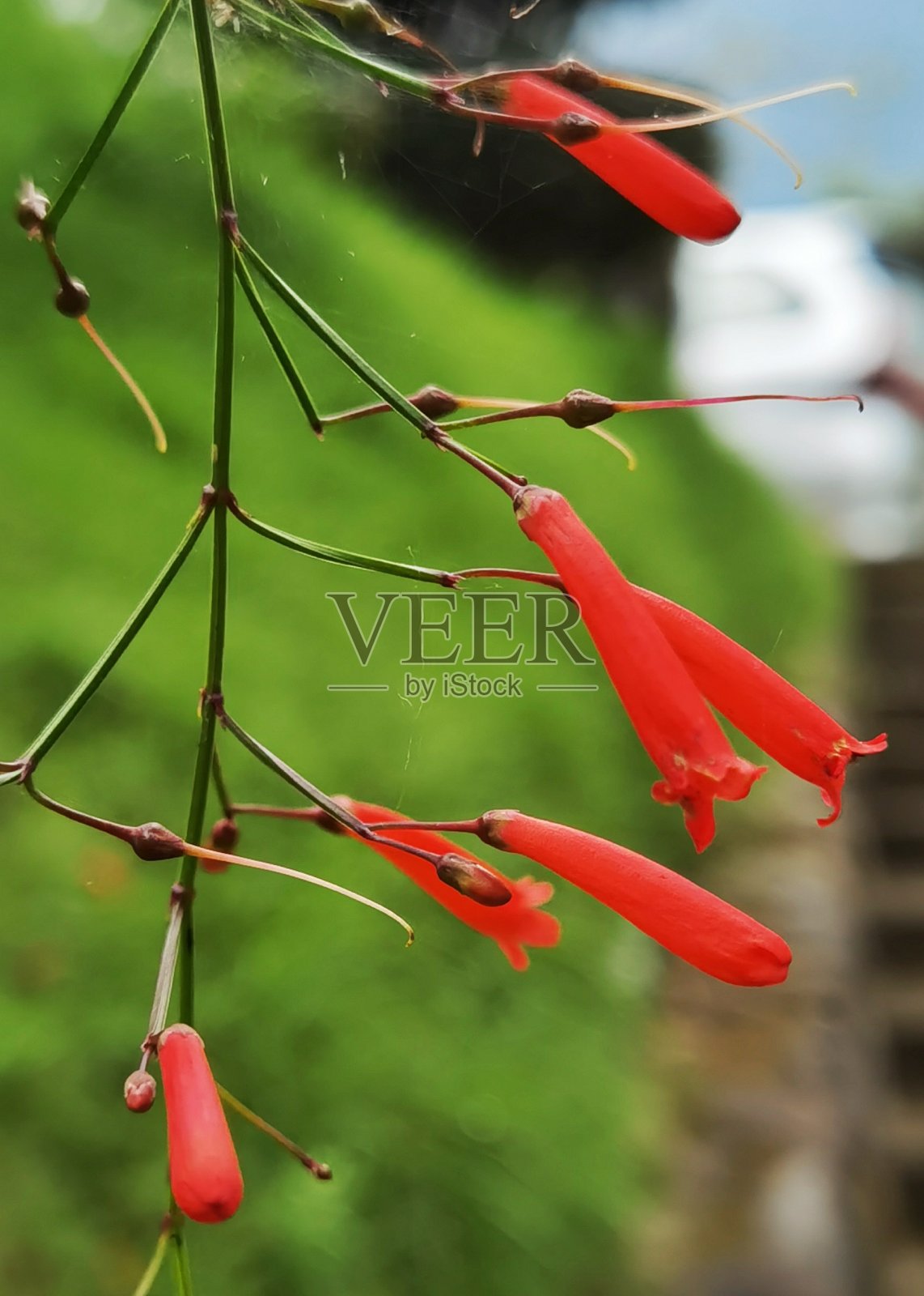 红色小号花照片摄影图片