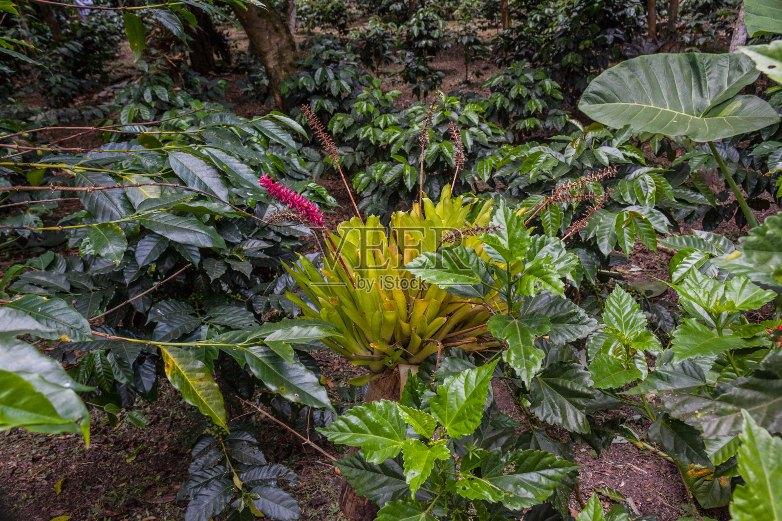 Aechmea gamosepala是巴西南部特有的凤梨属植物。照片摄影图片