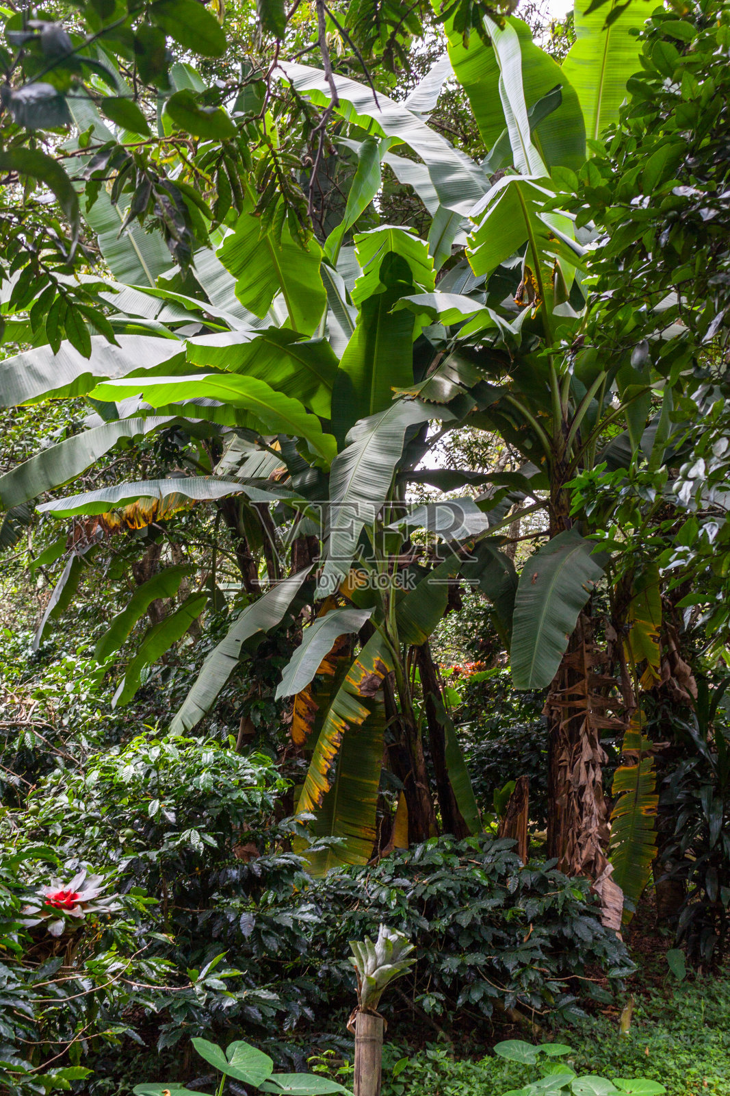 哥伦比亚东部科迪勒拉(东方科迪勒拉)的热带野生森林。照片摄影图片