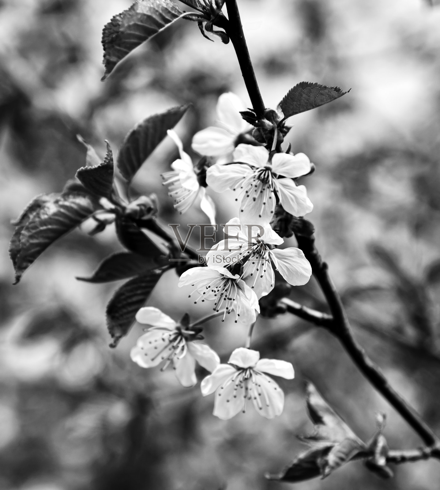 窒息樱花照片摄影图片