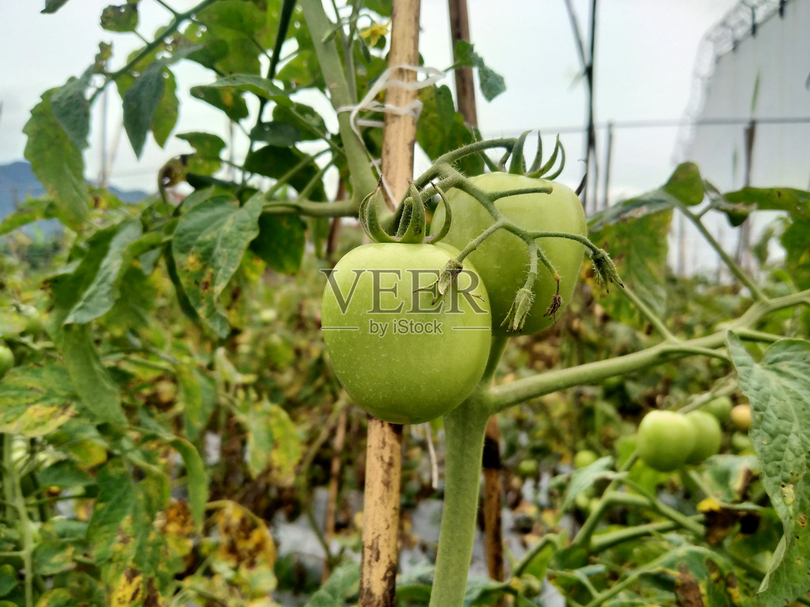 绿色的西红柿照片摄影图片