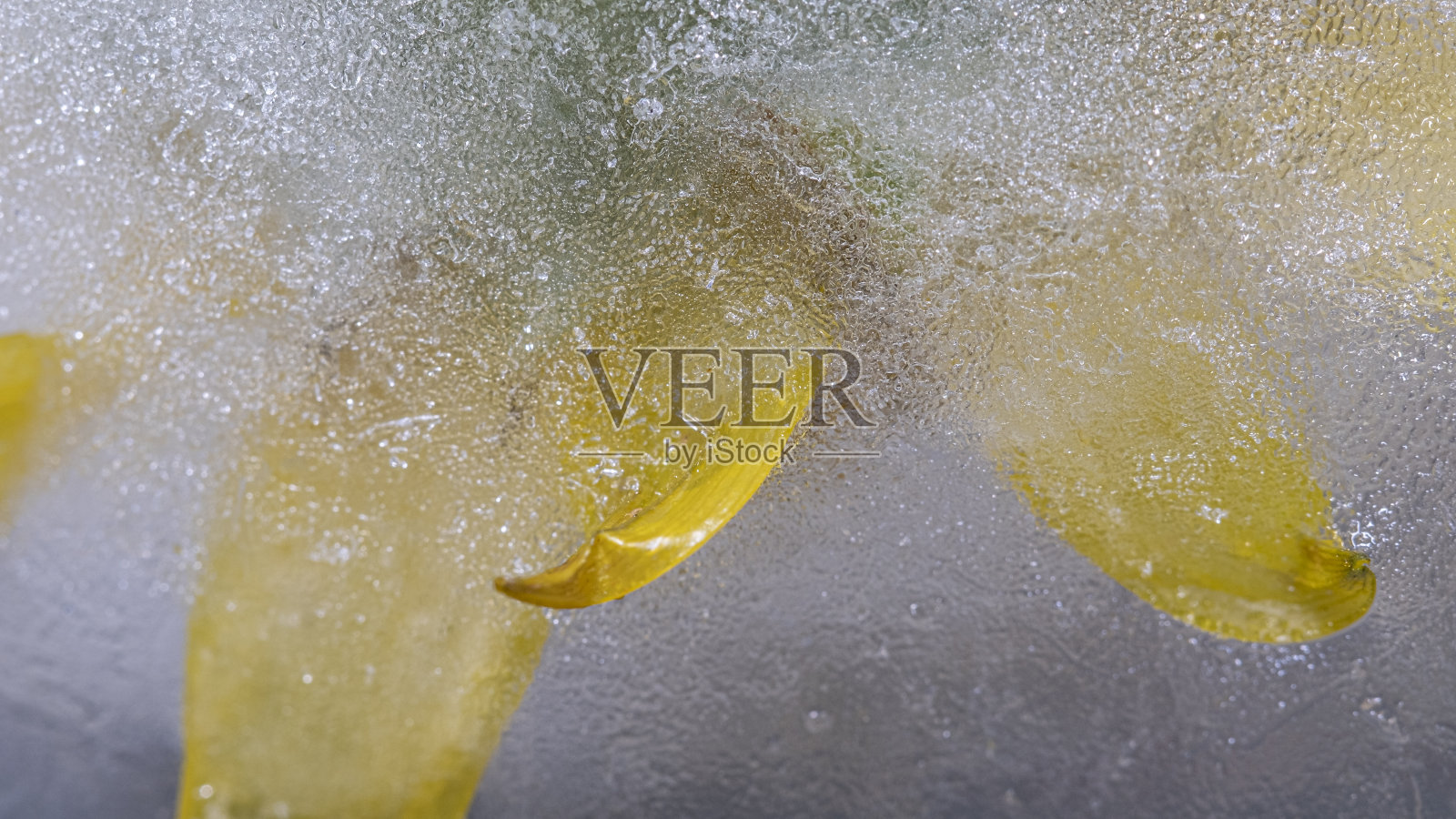 黄色的花瓣花覆盖在冰冷的冰宏观仍然照片摄影图片