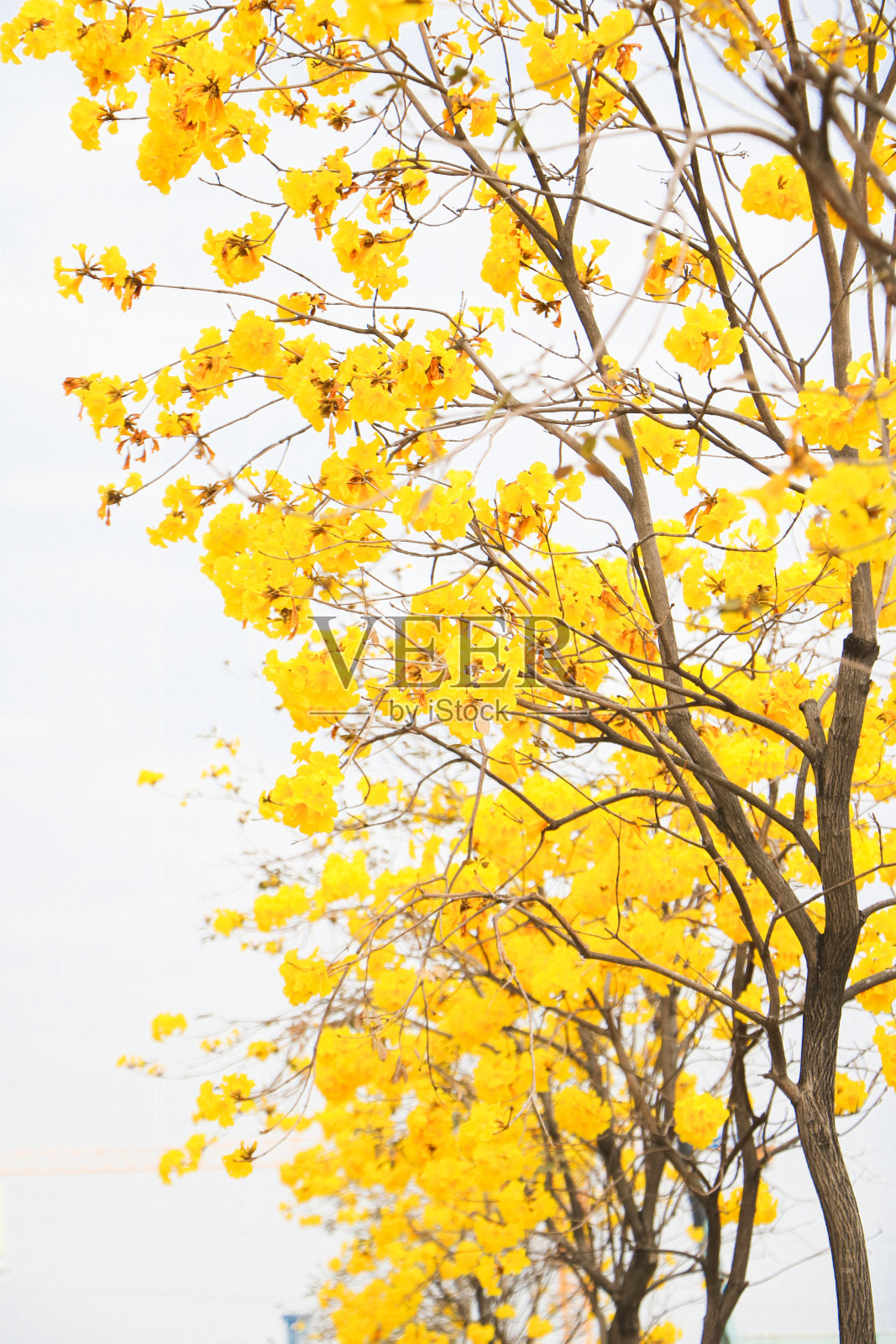 中国广东省中山市古镇镇盛开的美丽的黄金风铃木照片摄影图片