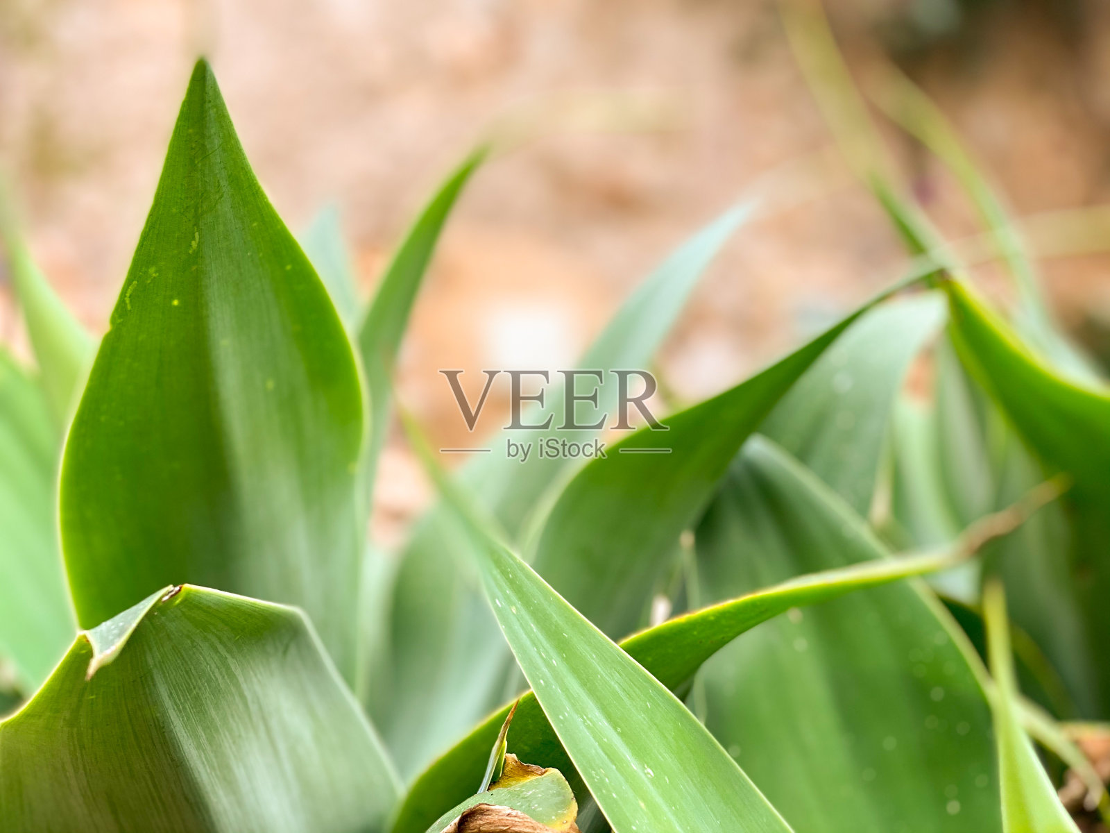 绿色照片摄影图片