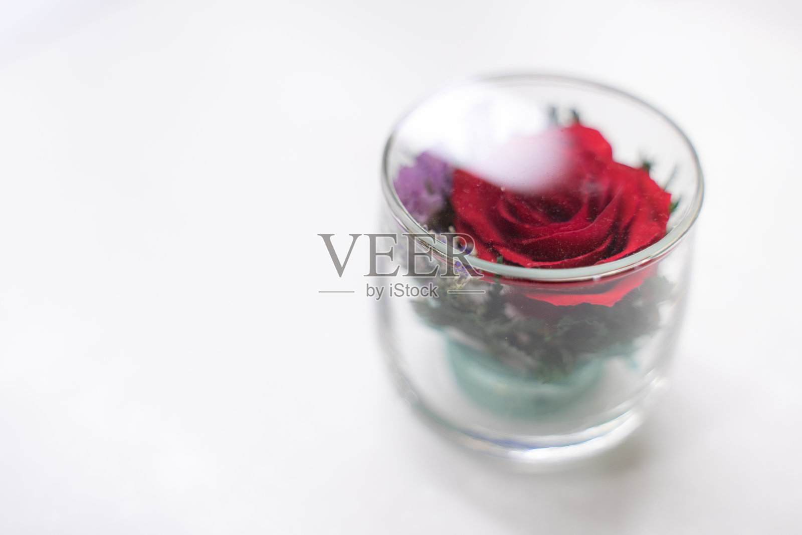 在柔和的白色背景下，一杯红玫瑰照片摄影图片