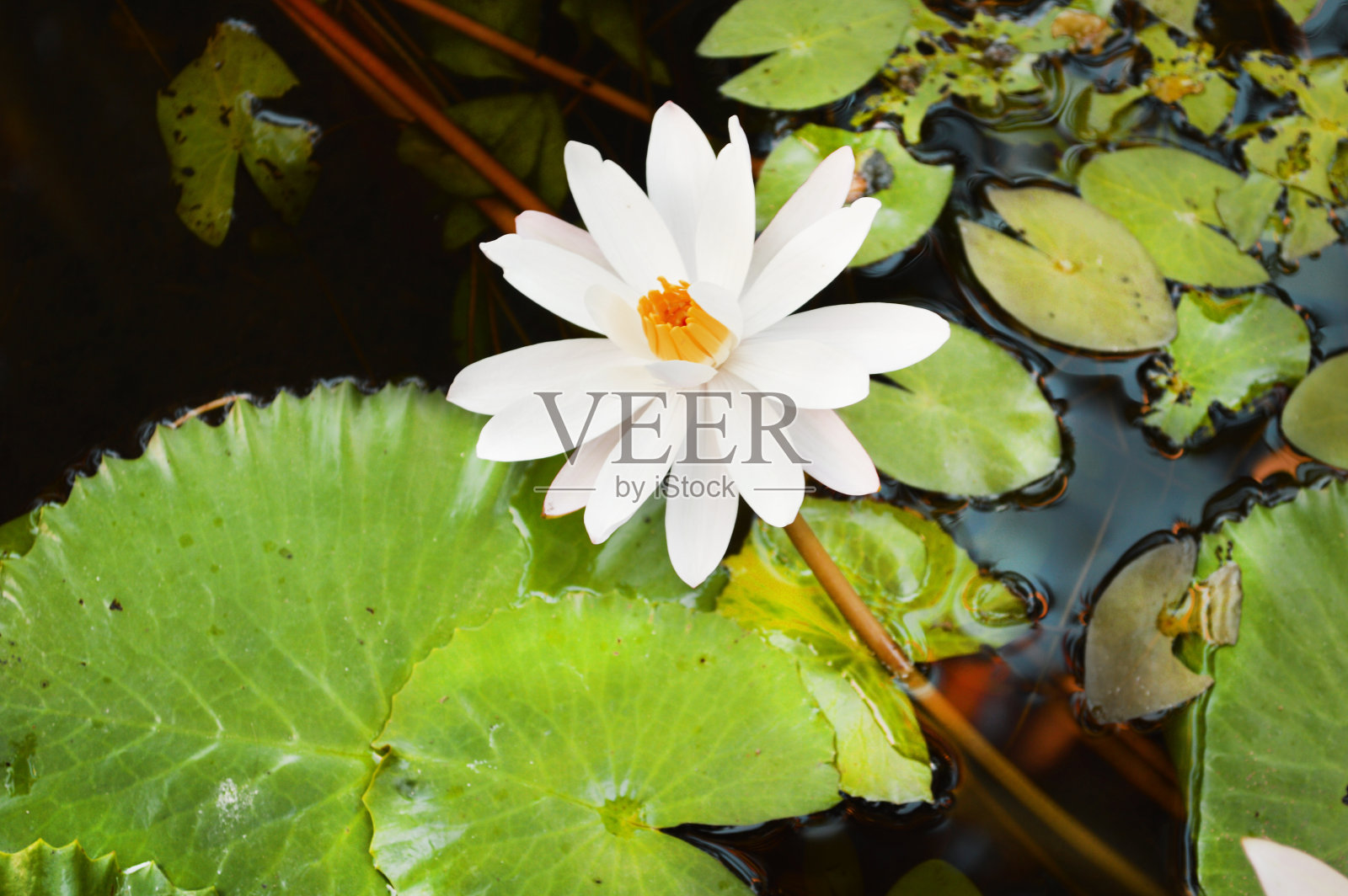 睡莲照片摄影图片