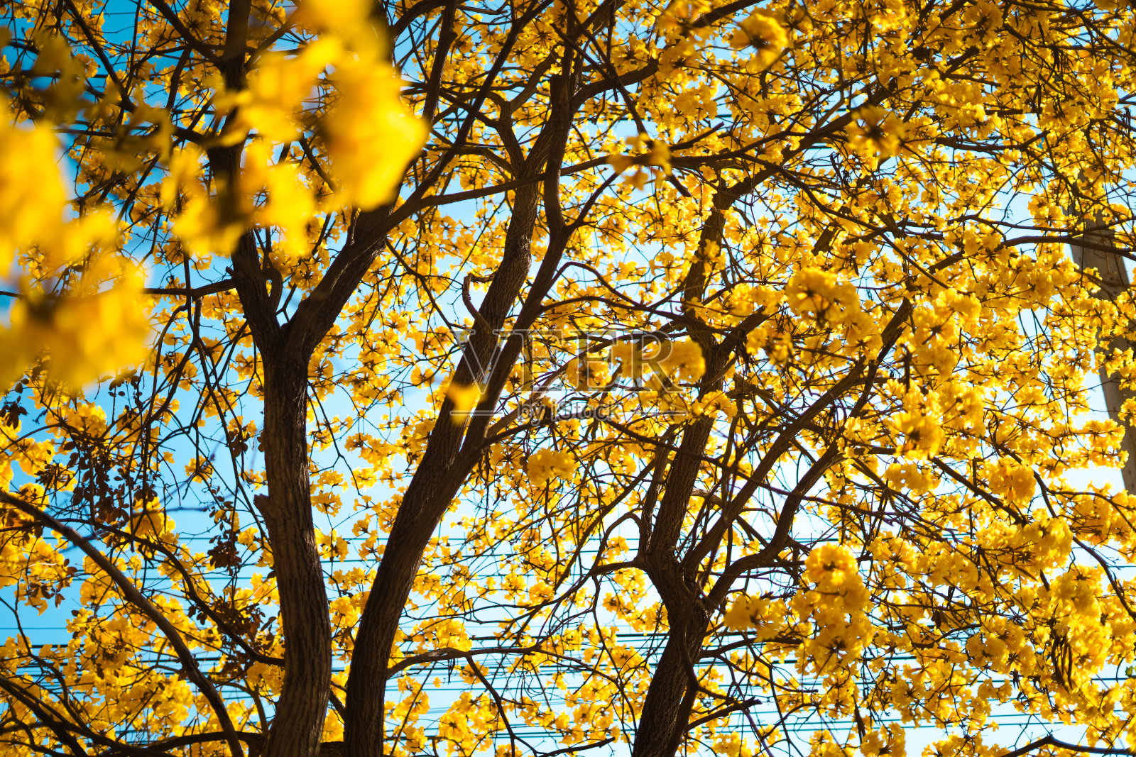 夏天，蓝色的天空映衬着黄色的花朵照片摄影图片