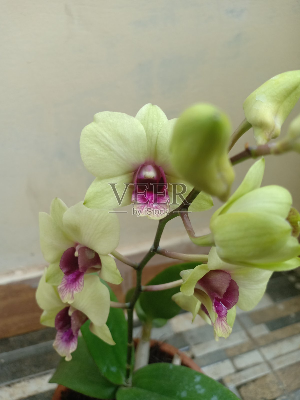 花照片摄影图片