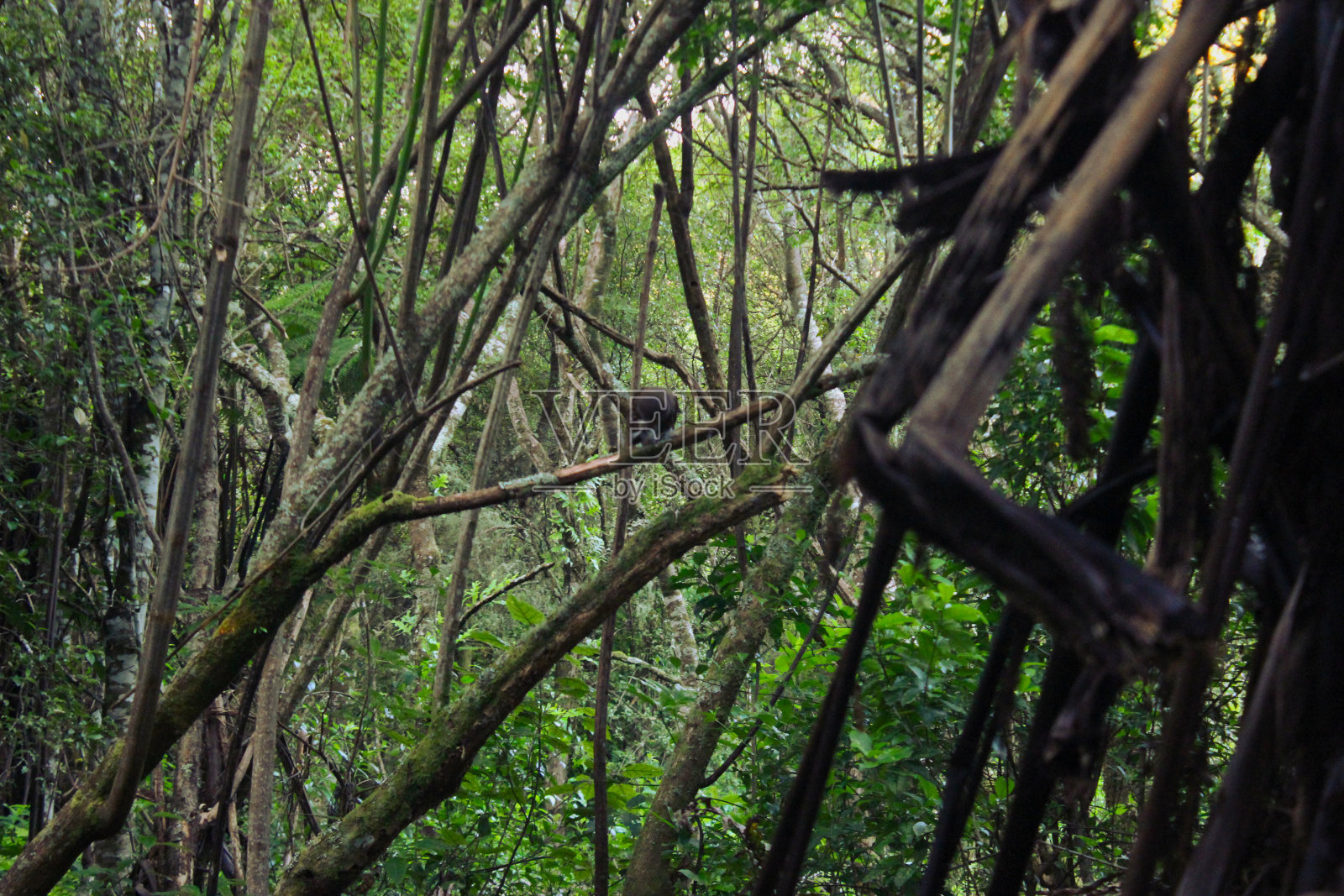 猫头鹰吃老鼠照片摄影图片