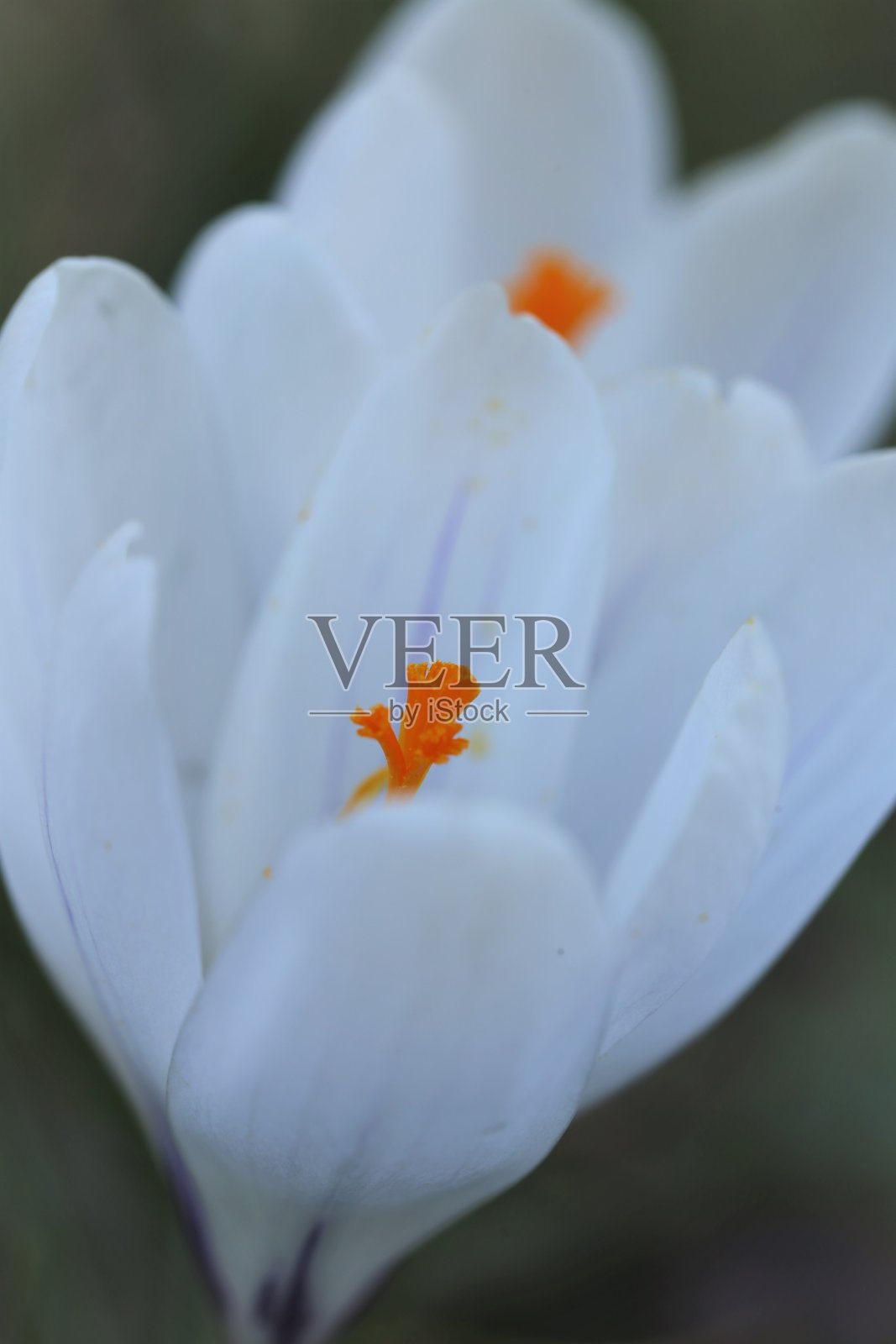 白色磨粉花。春天的第一朵白花。花卉精致的灯光背景。番红花近距离上模糊的绿色花园背景照片摄影图片