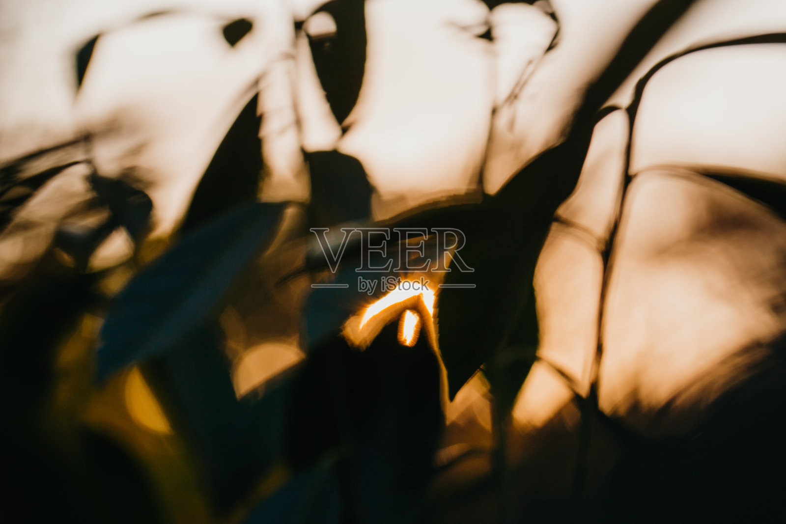 星星的形状模糊了太阳与金色闪亮的长射线，太阳耀斑在树枝与新鲜的叶子。照片摄影图片