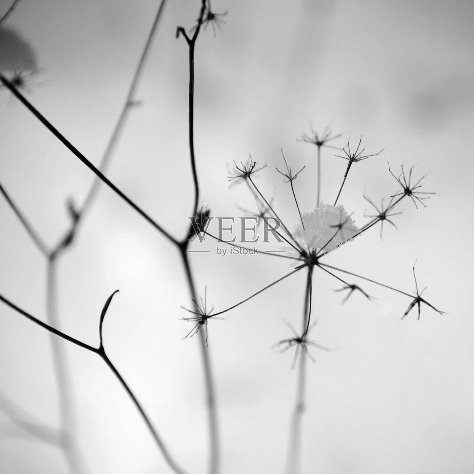 花的残骸照片摄影图片