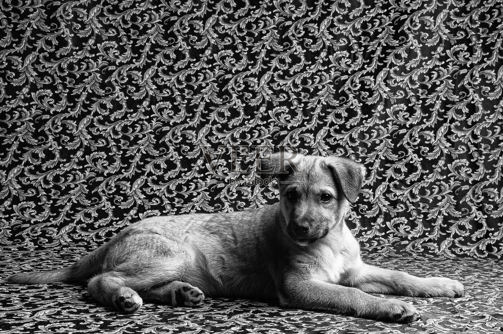 狗摆姿势照片摄影图片