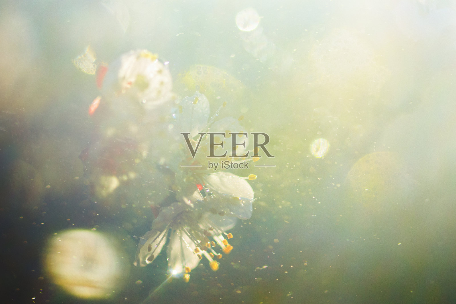 春天开花照片摄影图片