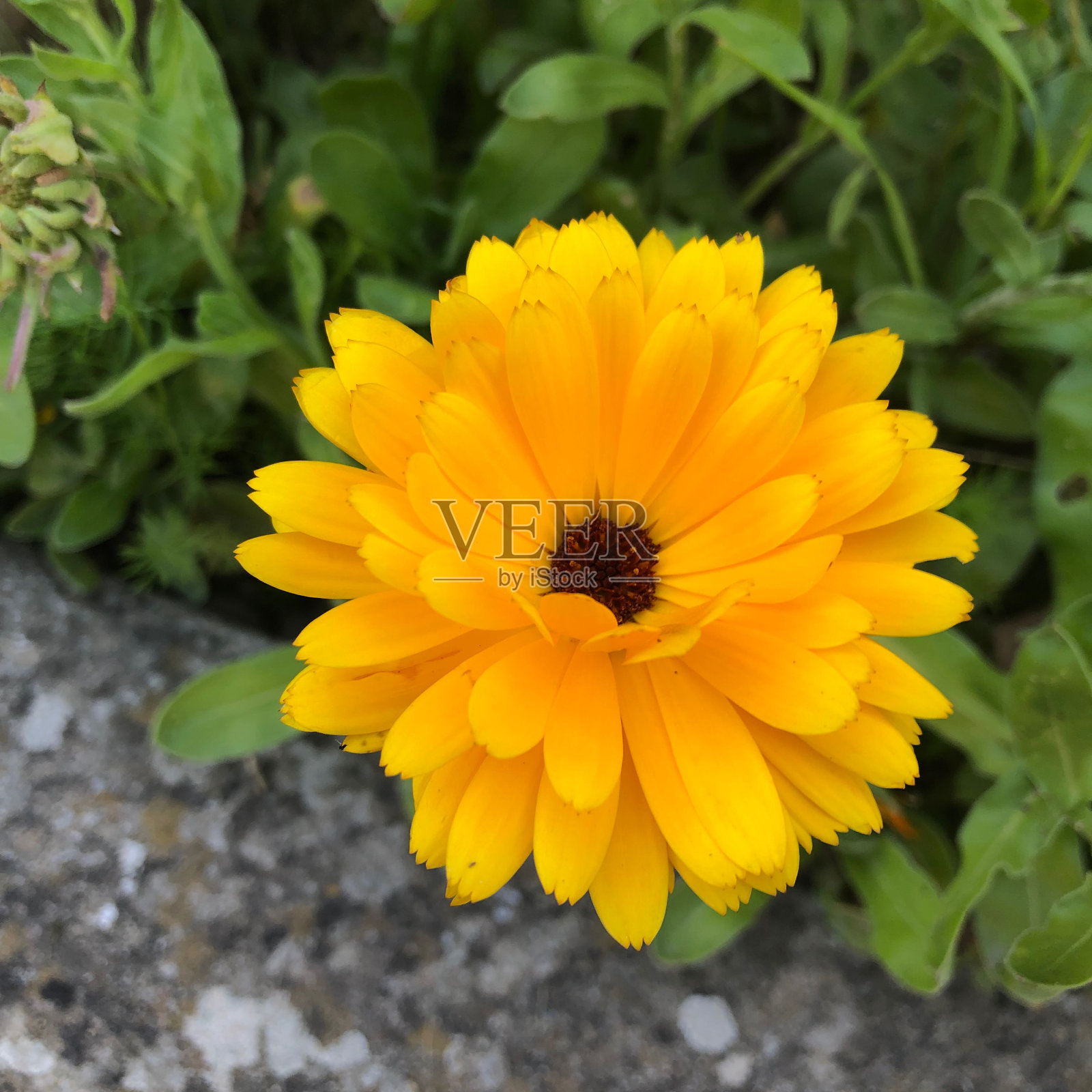 花特写系列9 - 67照片摄影图片