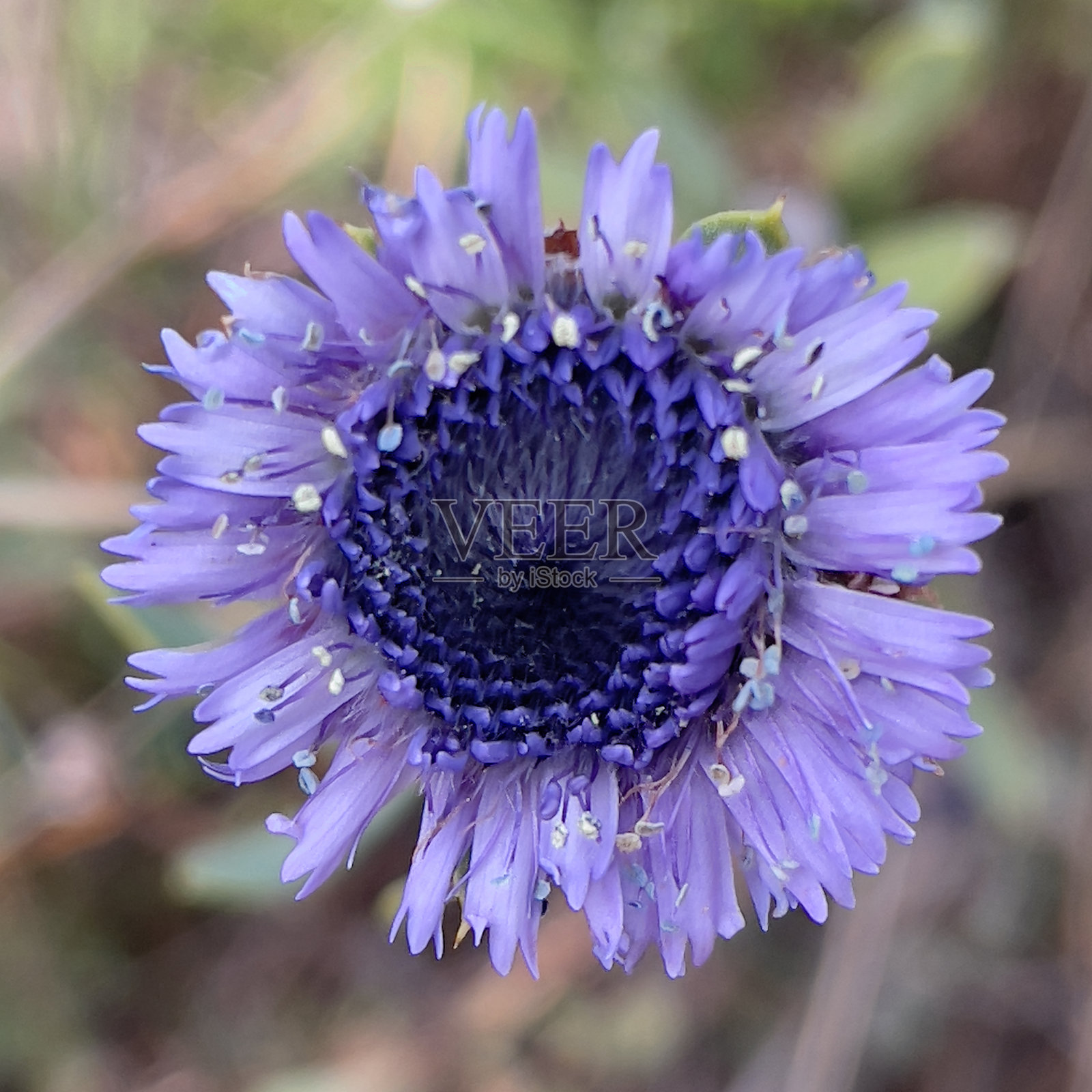 花特写系列9 - 67照片摄影图片