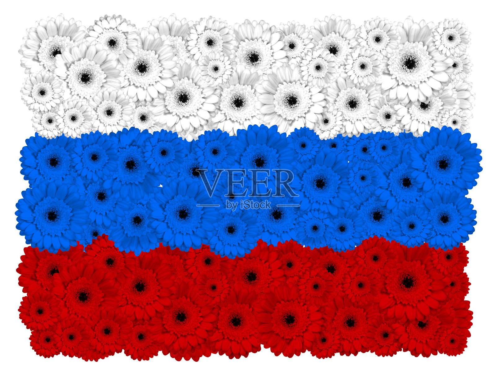 俄罗斯国旗上的非洲菊花，孤立的白色插画图片素材