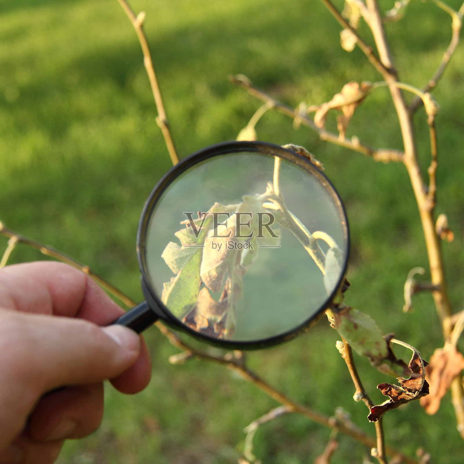 仔细检查花园里的损坏情况照片摄影图片