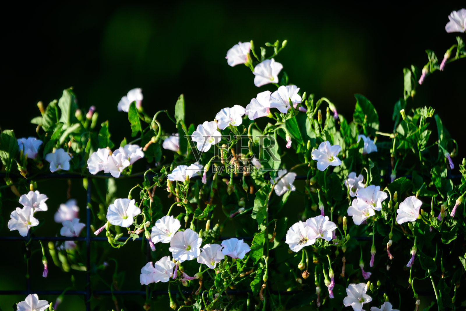 许多白色的花旋花植物，俗称田旋花，在一个阳光明媚的夏日，美丽的户外花卉背景照片摄影图片