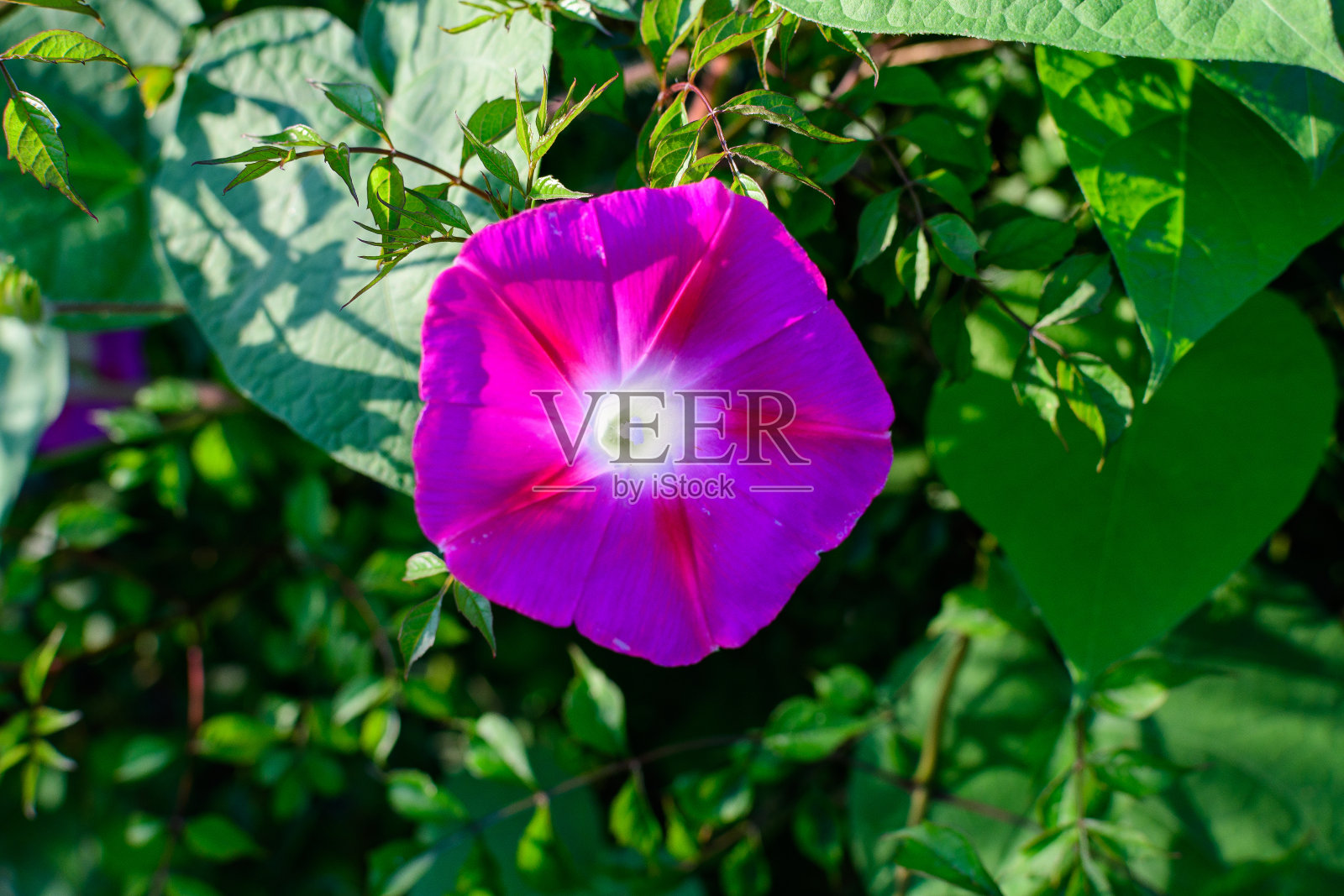 一种精致的浅蓝色紫色的番石榴花，俗称普通牵牛花，在一个阳光明媚的夏日，美丽的户外花卉背景照片摄影图片