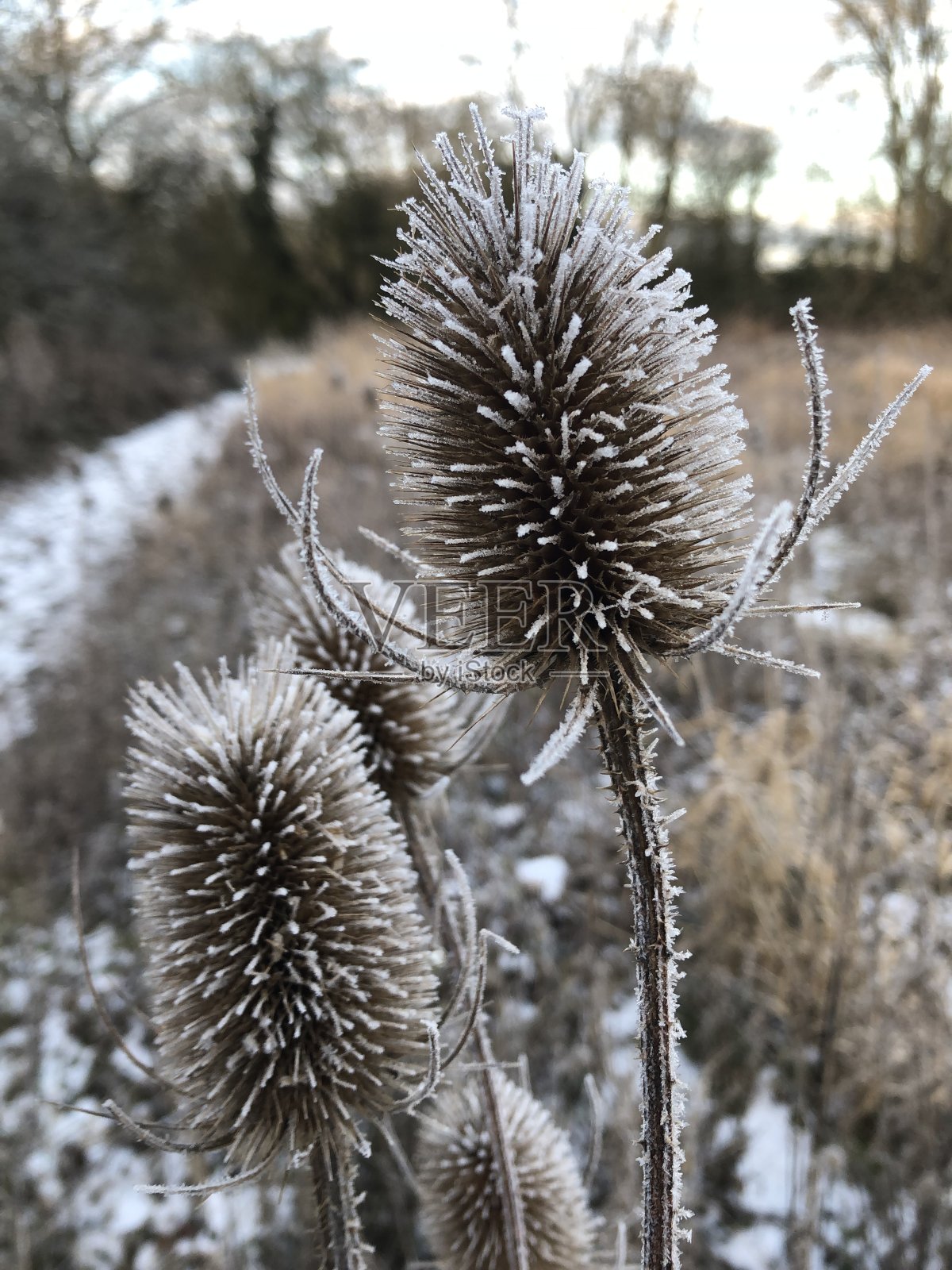 蒺藜照片摄影图片