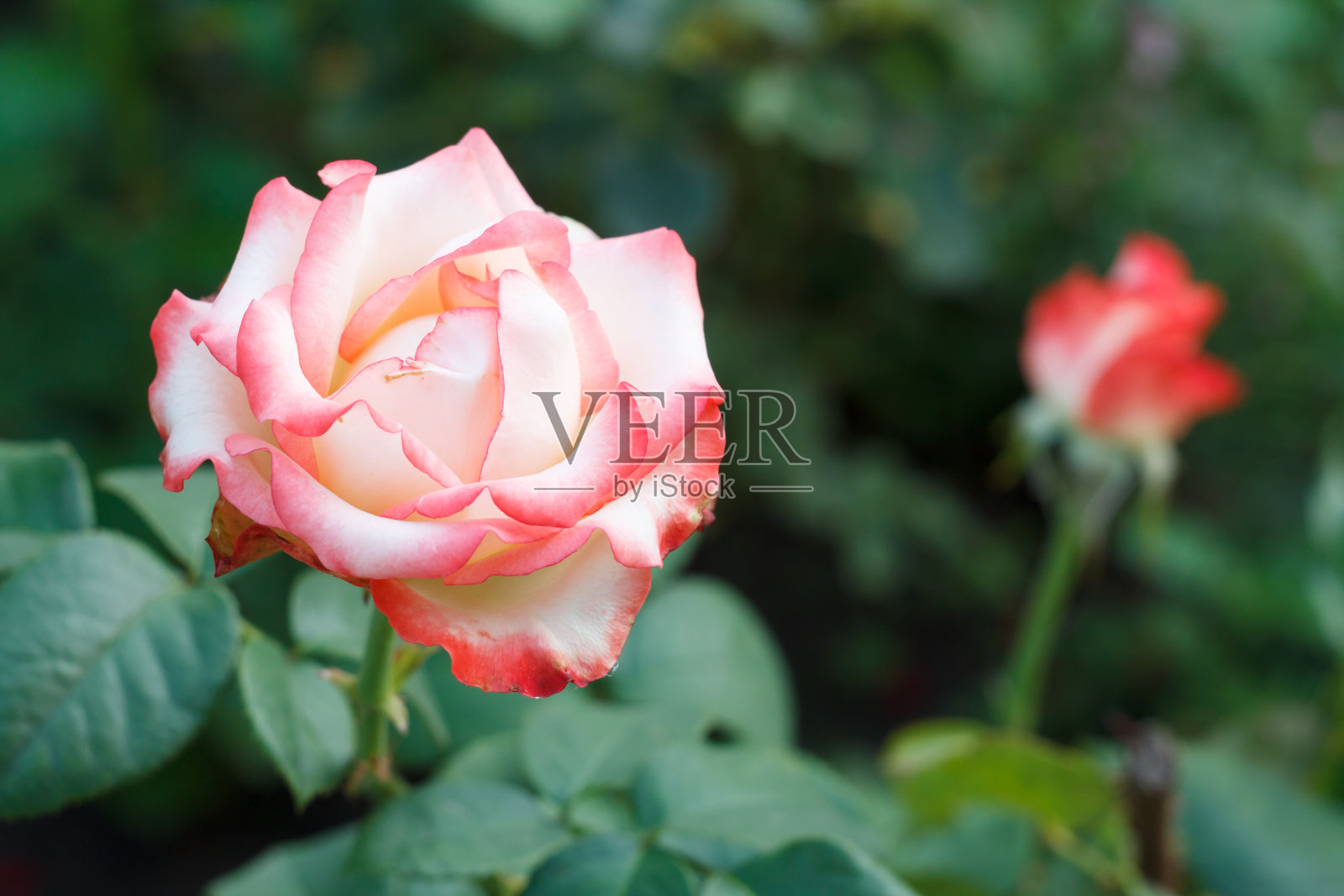 粉红玫瑰花蕾与模糊的绿色自然背景。照片摄影图片