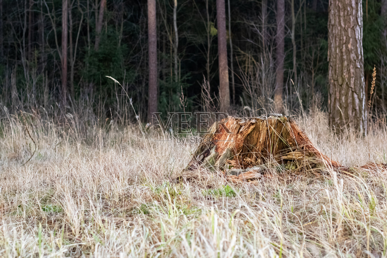 秋天森林里的老树桩照片摄影图片