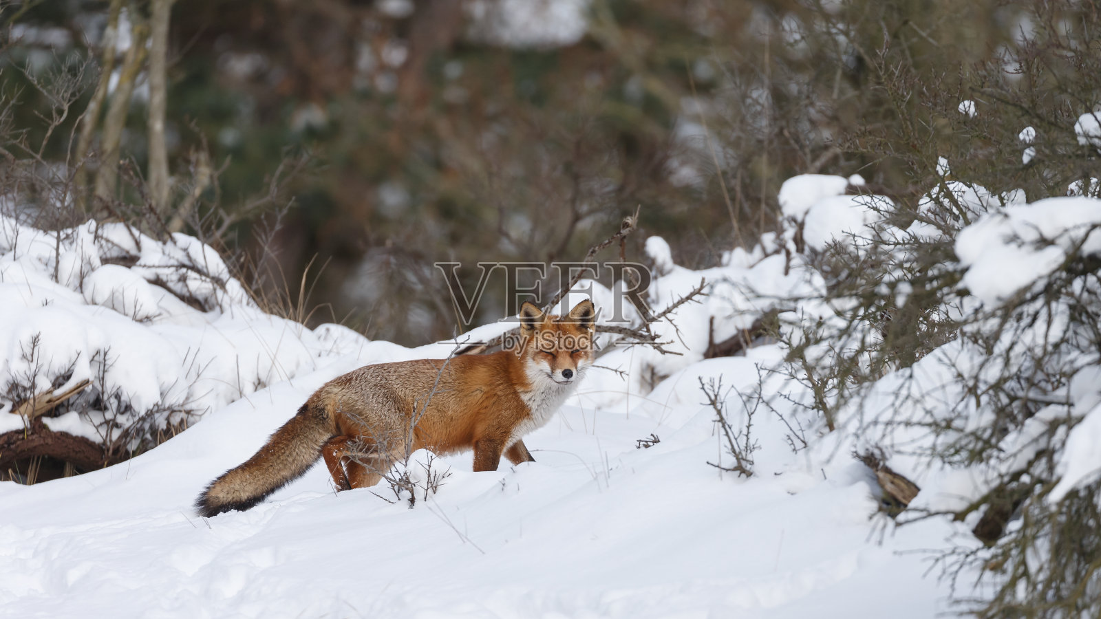 红狐狸照片摄影图片