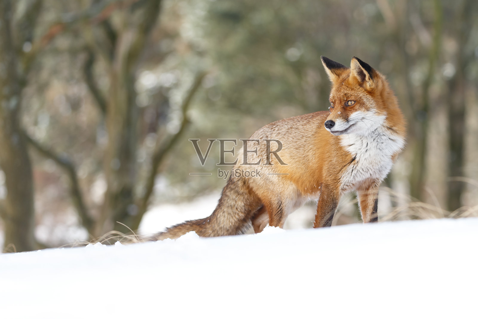 红狐狸照片摄影图片