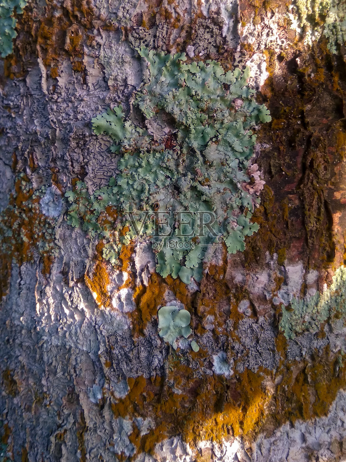苔藓，树木和早晨的阳光照片摄影图片