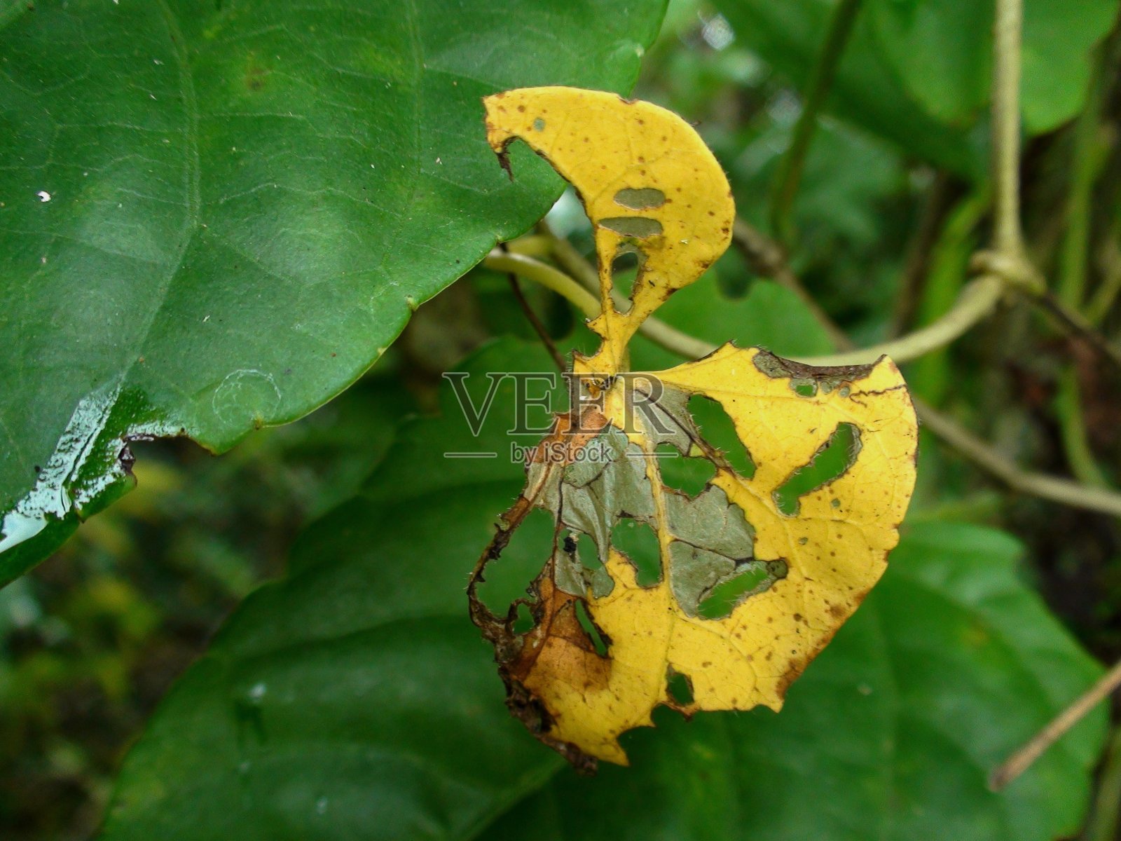 叶植物照片摄影图片