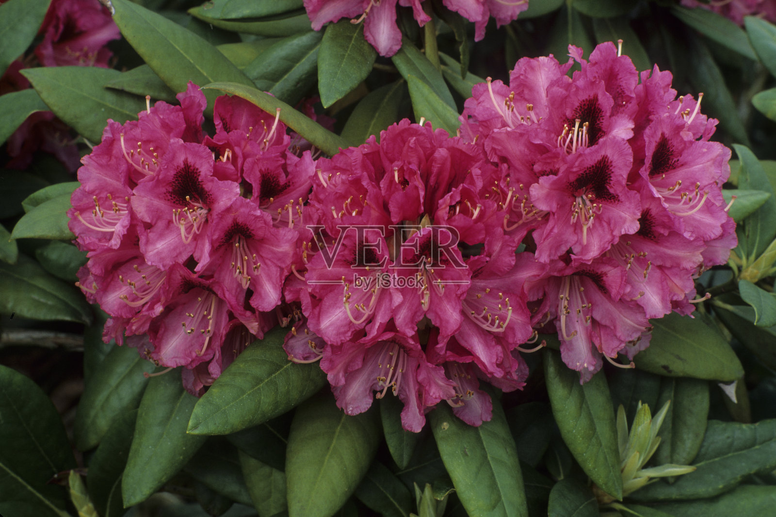 杜鹃照片摄影图片