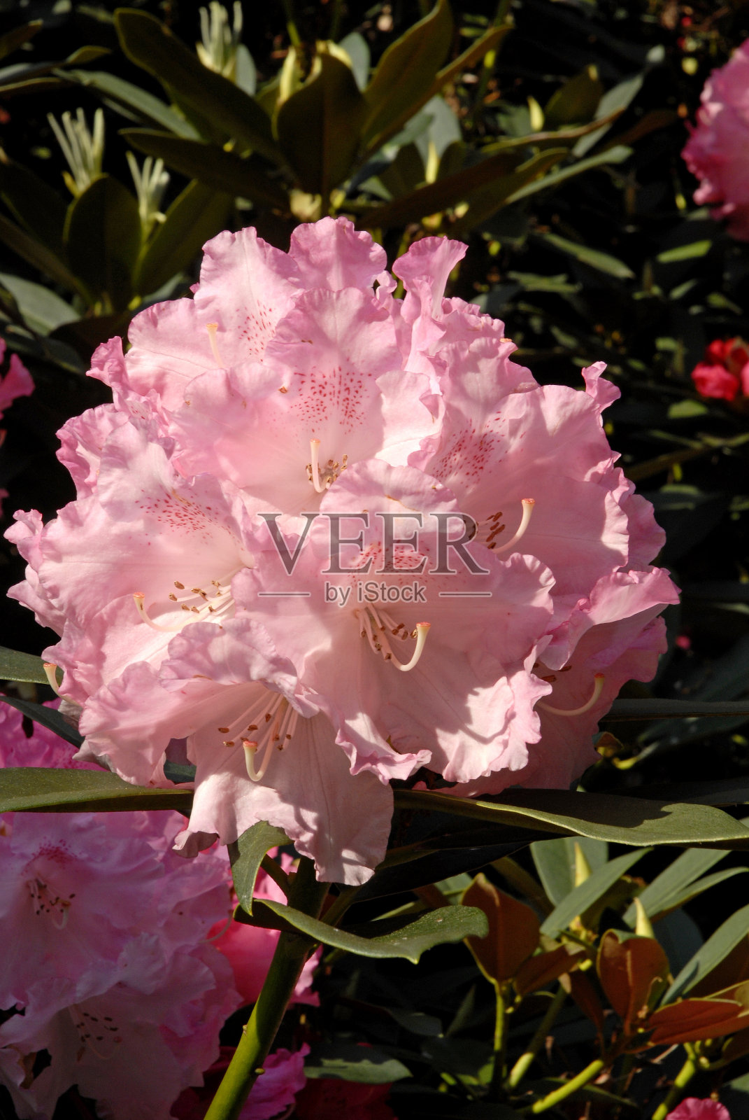 杜鹃照片摄影图片