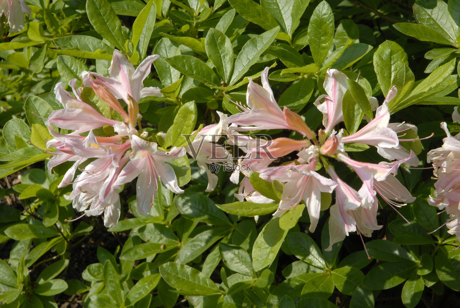 杜鹃照片摄影图片